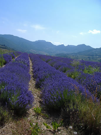 A Lavender Field In June A Lavender Field In June